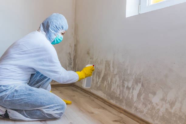 Black mold inspection in Dayton